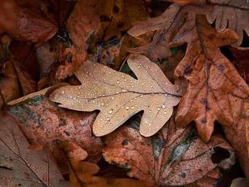 oak leaves on ground